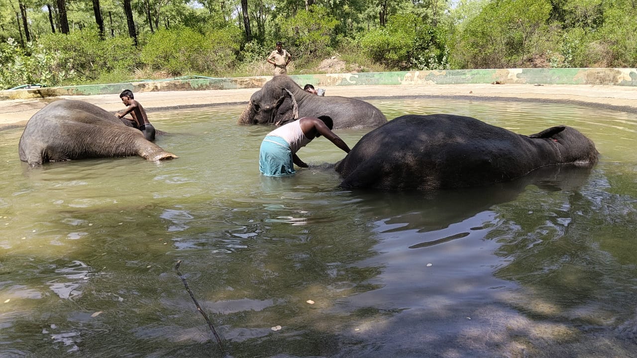 Pond Bathing